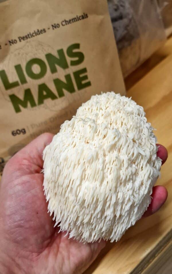 Pure Dried Lion's Mane - Image 6