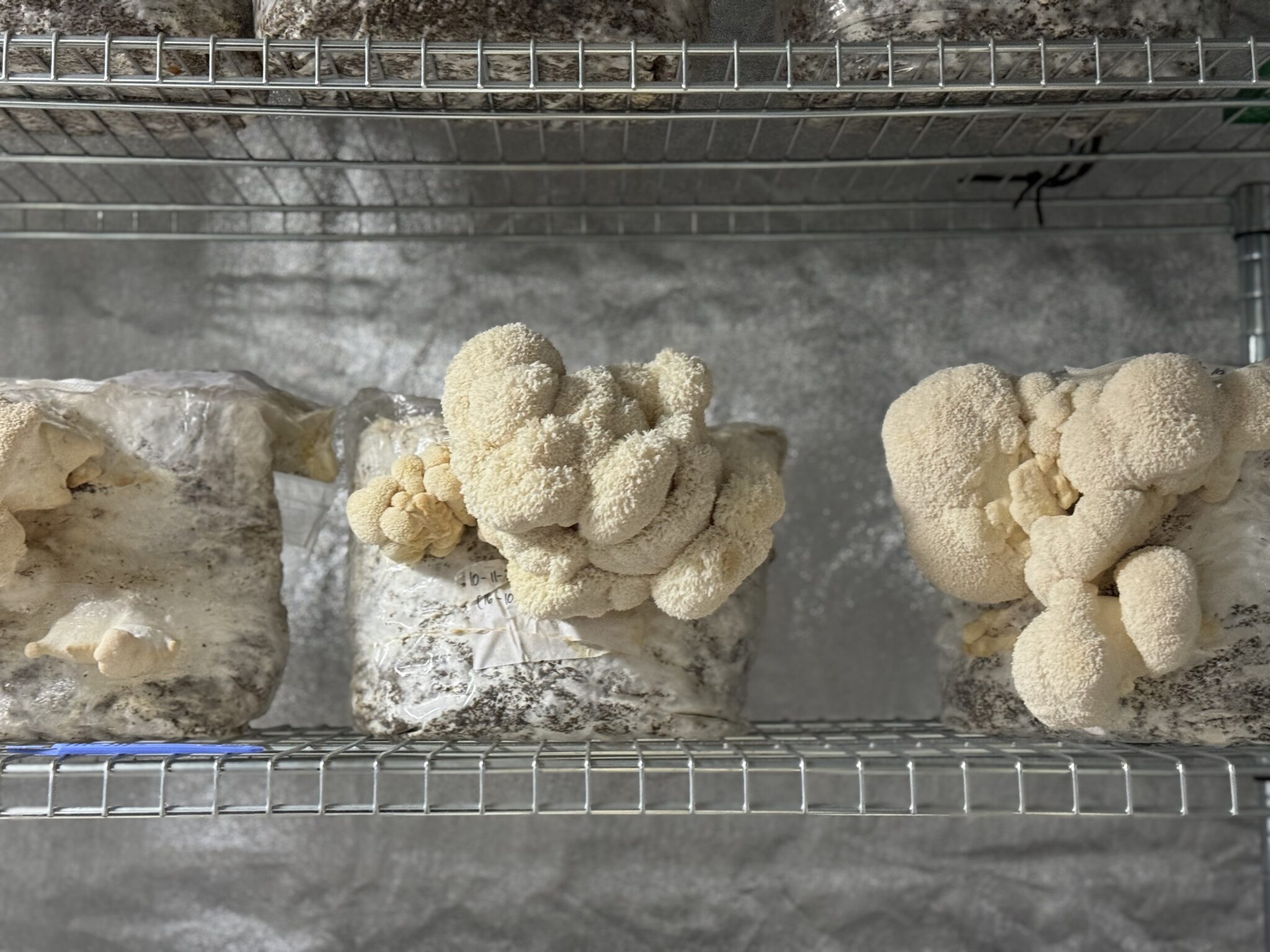 marvellous mycology lion's mane