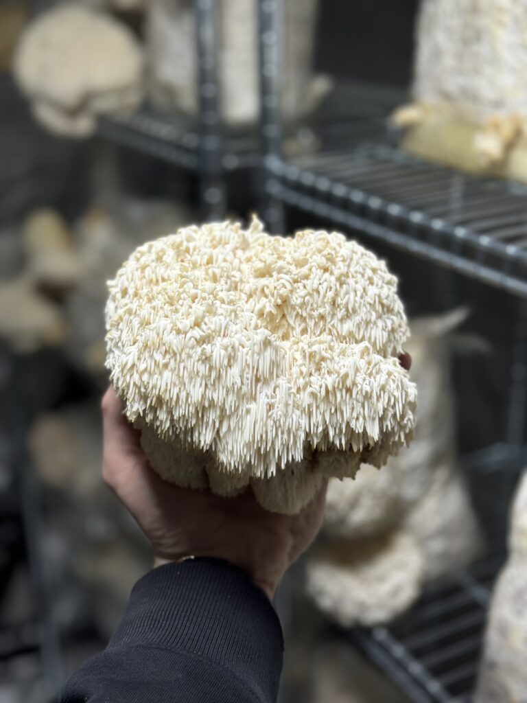 marvellous mycology fresh lion's mane